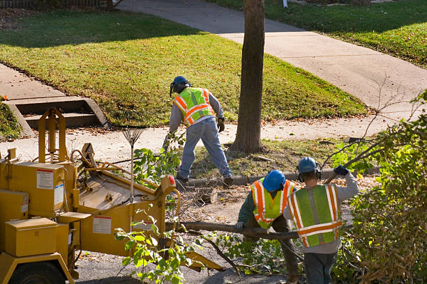 How Our Tree Care Process Works  in  Doniphan, MO